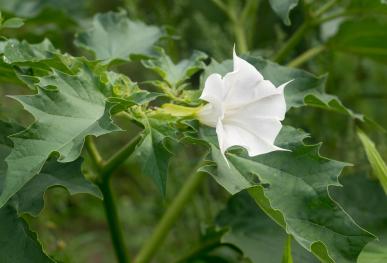 Datura stramoine