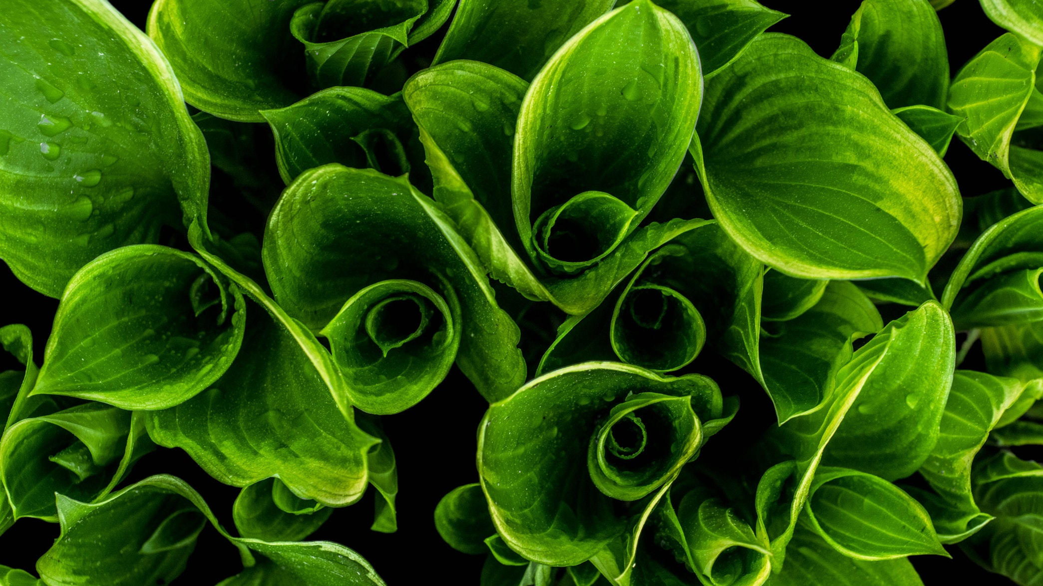 feuilles hostas