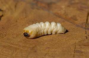 Xylotrechus chinensis - état larvaire extrait de sa galerie (Crédit photographique  Victor Sarto i Monteys- ICTA, Es-pagne