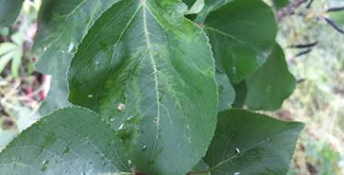Symptôme de Sharka sur feuilles d'abricotier