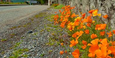 Fleurs trottoir