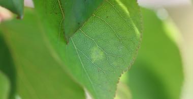 Feuilles de prunus