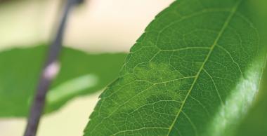 Feuilles avec symptômes de Sharka