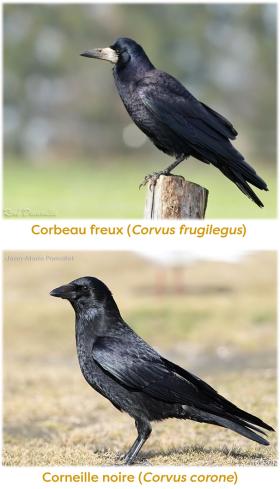 "illustration corbeau freux et corneille noire"