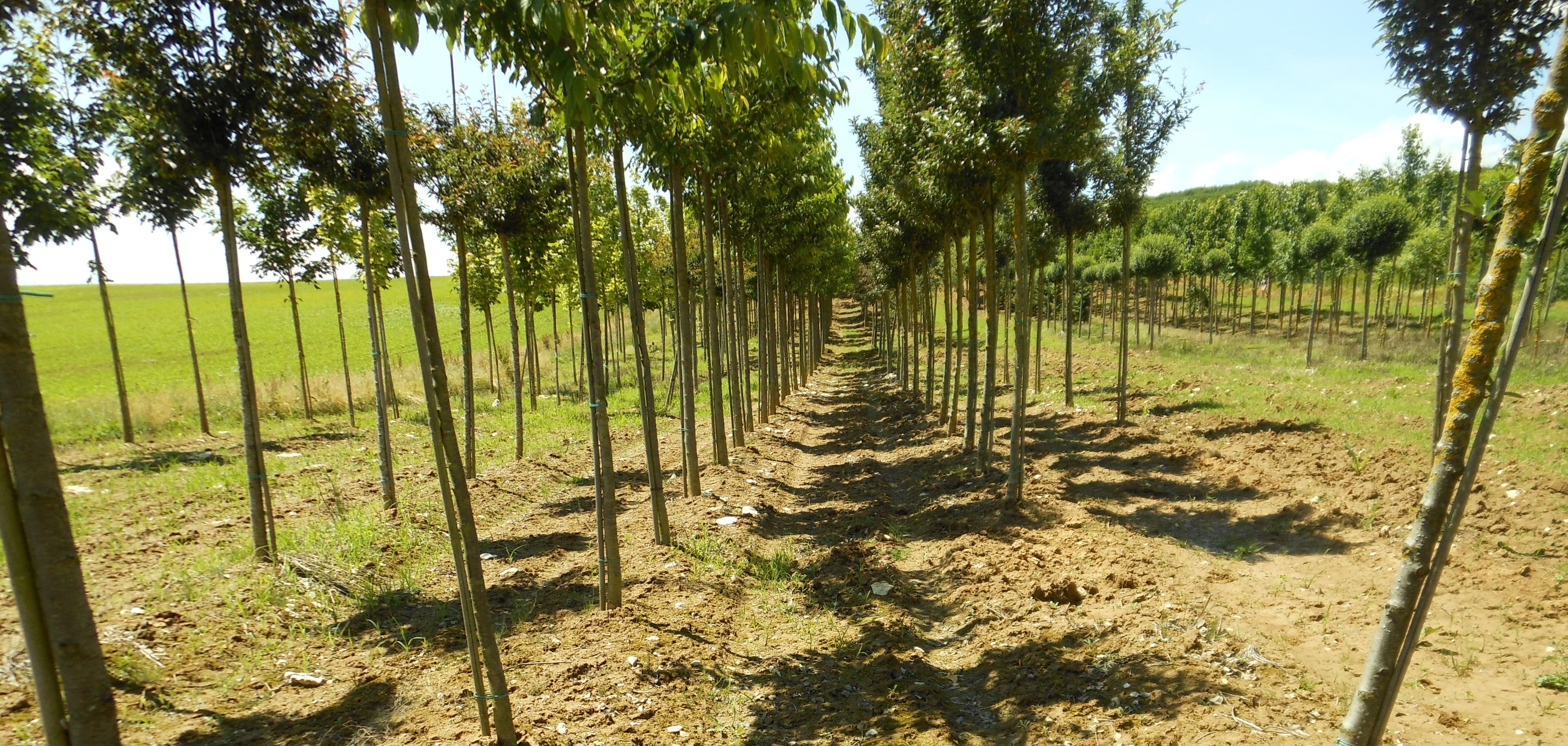 "illustration d'une plantation lors d'une inspection du passeport phytosanitaire"