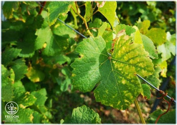 "Santé du Végétal - Vigne infecté par la Flavescence Dorée"