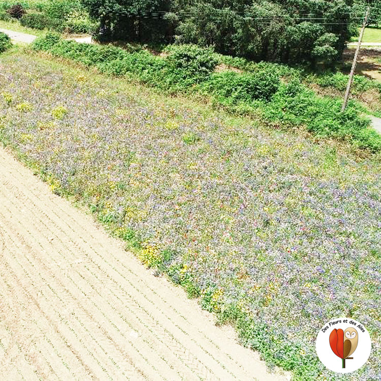 Vue aerienne d'une bande fleurie à proximté d'une parcelle de haricots tout juste semé (Photo : @Eureden Triskalia)