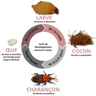 ALERTE Charançon rouge du palmier en Bretagne! | FREDON Bretagne
