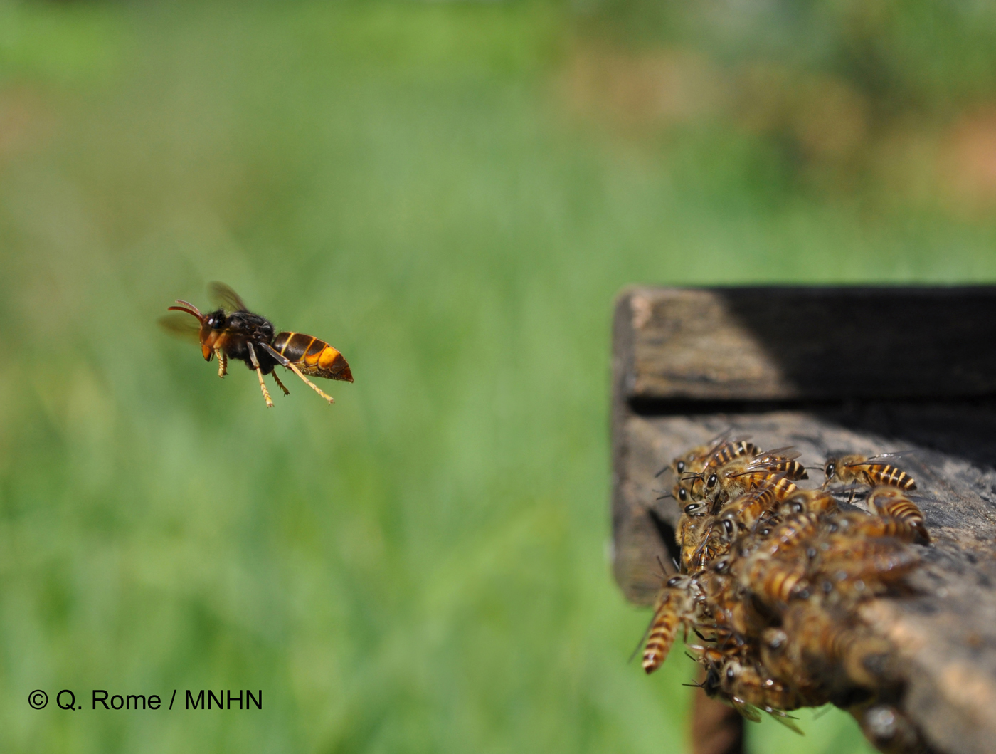 Vol stationnaire devant une ruche
