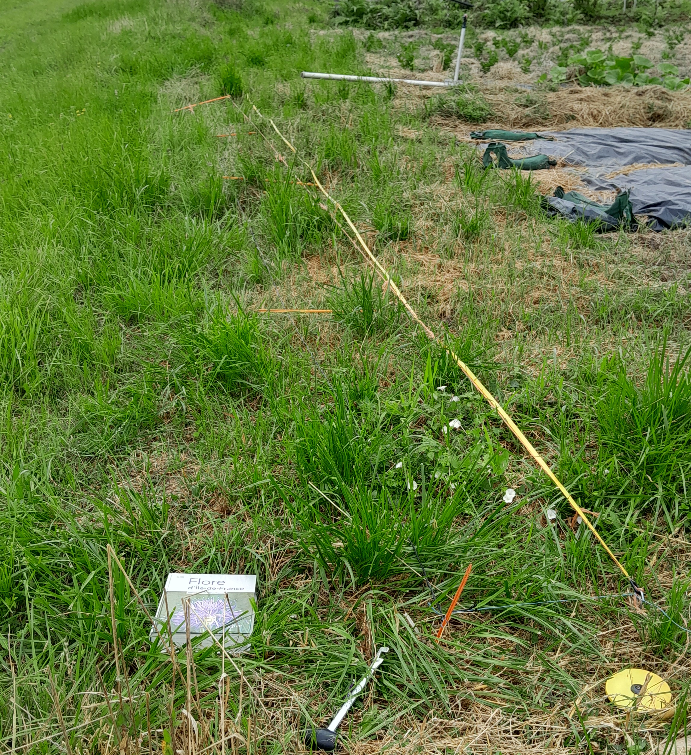 Image flore spontanée