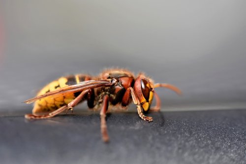 Frelon européen