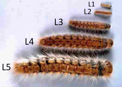 Les 5 stades larvaires (crédit photo : Guy de Molin, INRA)