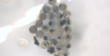 T. japonicus auxiliaire de lutte contre la punaise diabolique