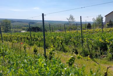 Engrais verts en viticulture en Lorraine, région Grand Est