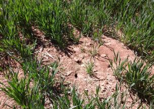 Dégâts de campagnols des champs en parcelle de blé en région Grand Est