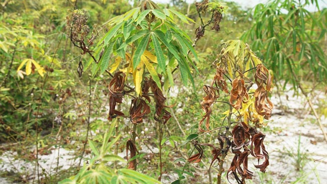 Maladie du manioc
