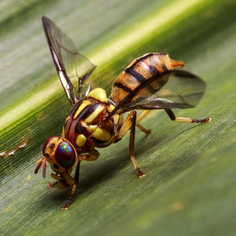 Mouche orientale des fruits (Bactrocera dorsalis)