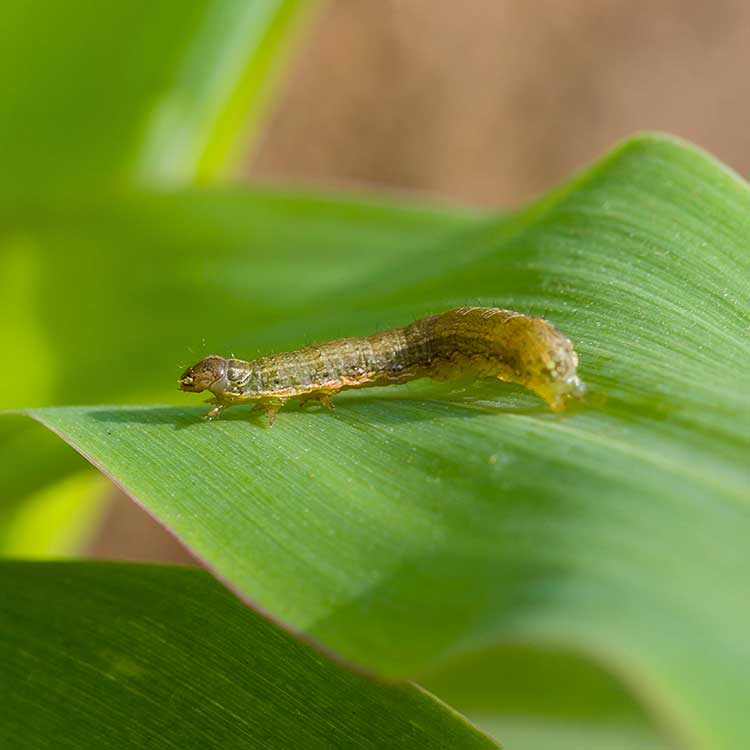 Légionnaire d'automne (Spodoptera frugiperda)