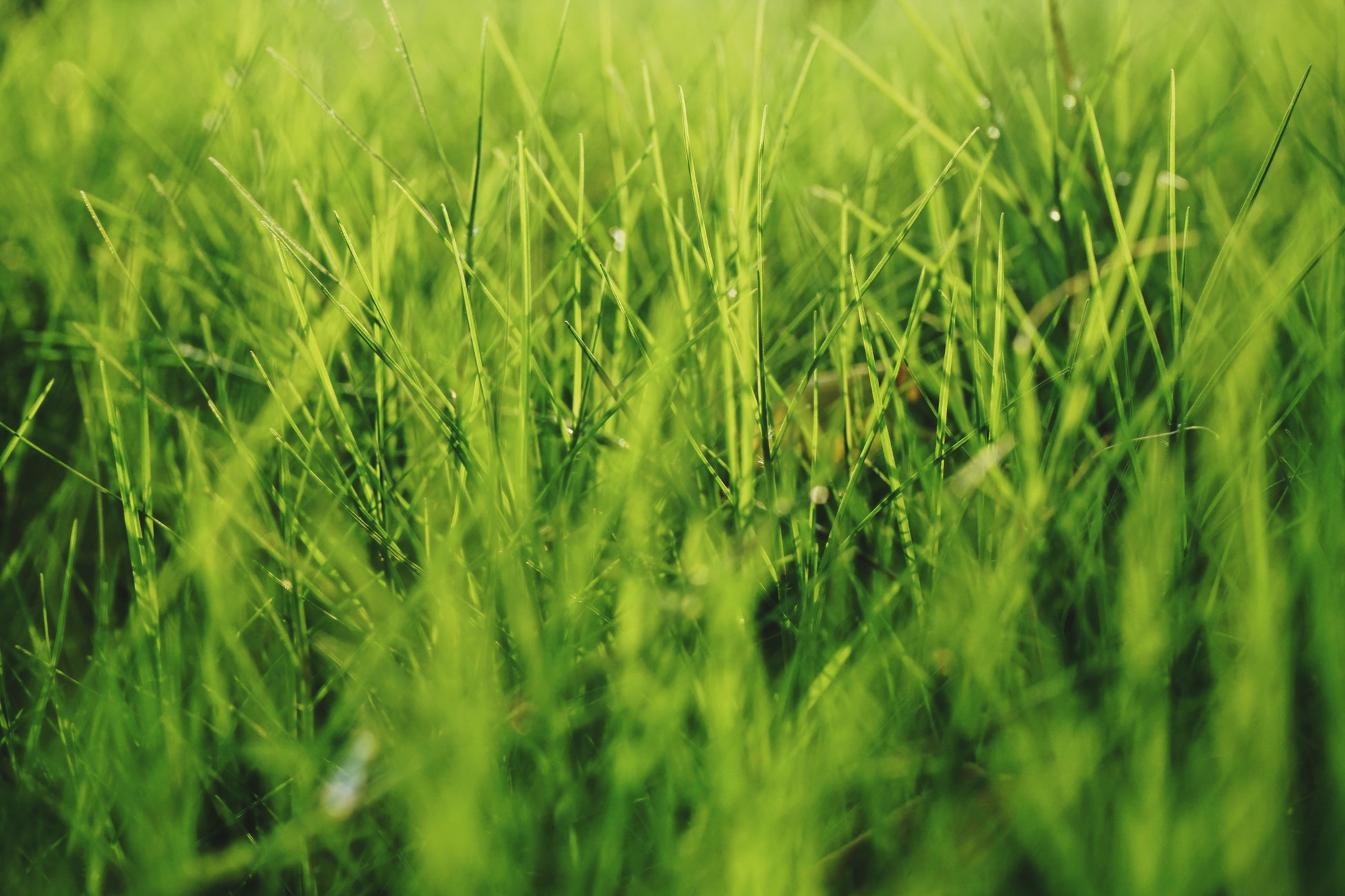 herbe
