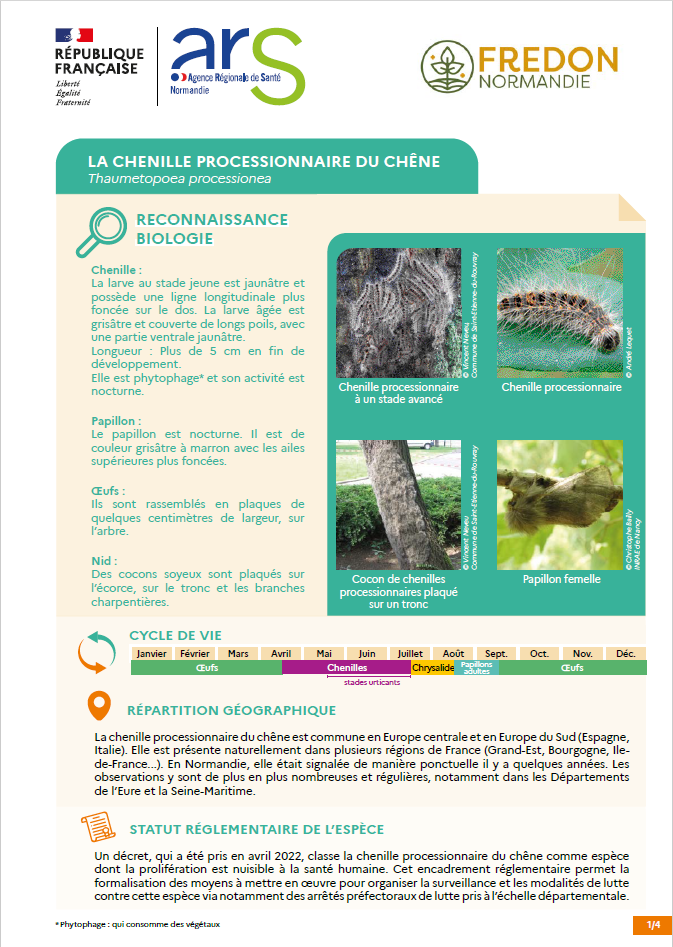 Fiche espèce processionnaire du chêne