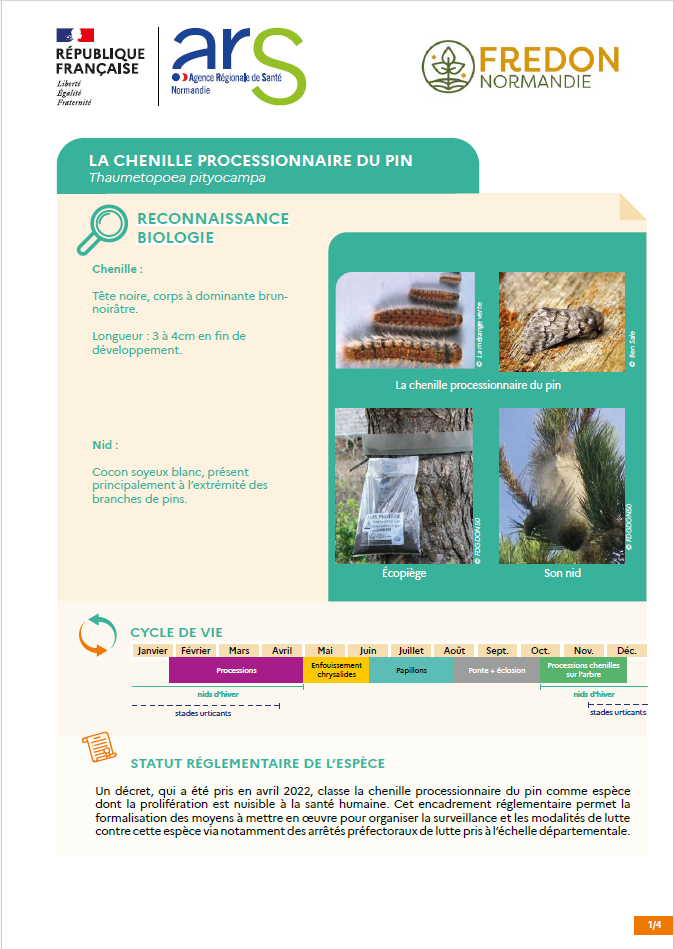 Fiche espèce processionnaire pin