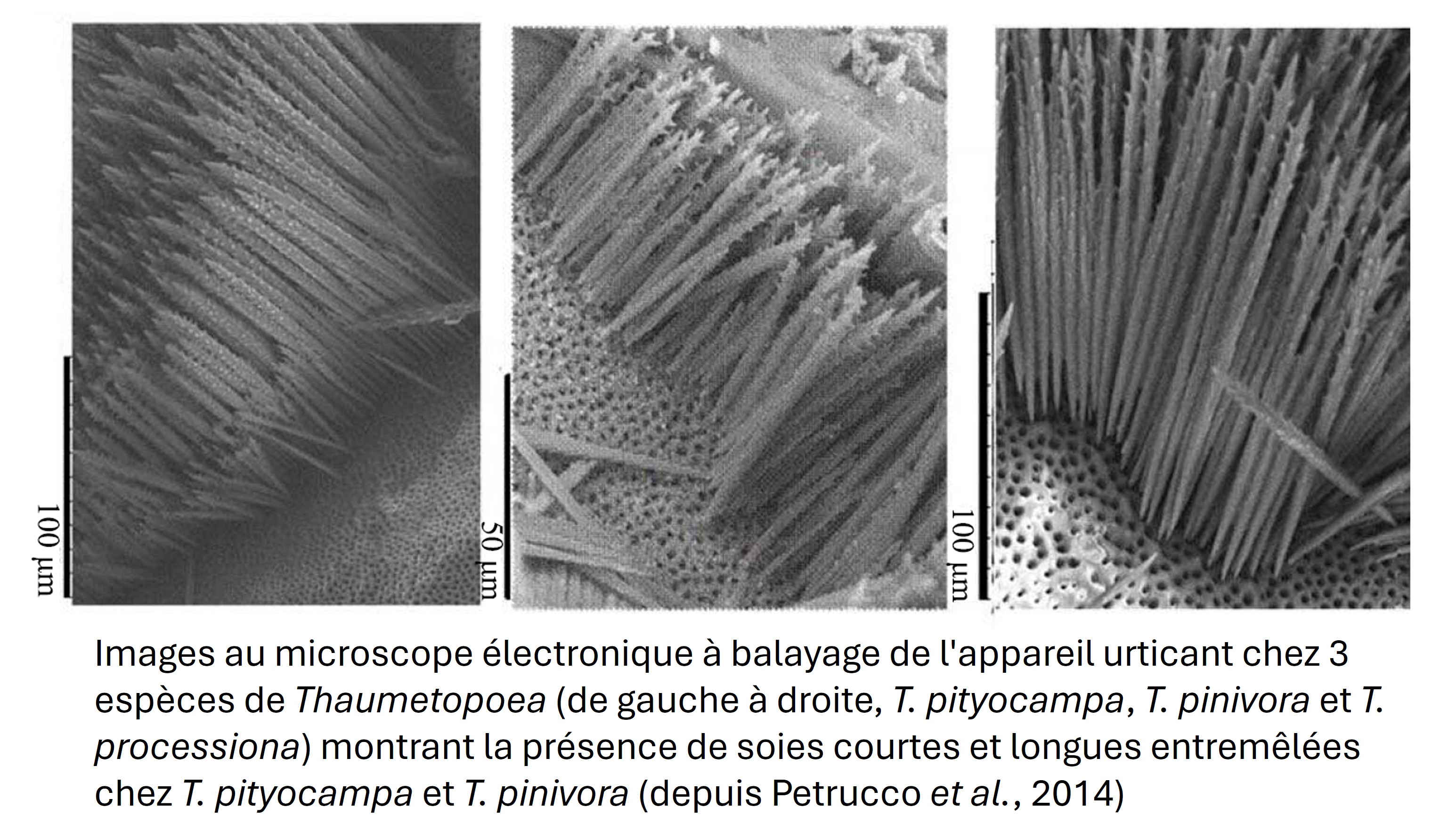 Images au microscope électronique à balayage de l'appareil urticant chez 3 espèces de Thaumetopoea (de gauche à droite, T. pityocampa, T. pinivora et T. processiona) montrant la présence de soies courtes et longues entremêlées chez T. pityocampa et T. pinivora (depuis Petrucco et al., 2014)