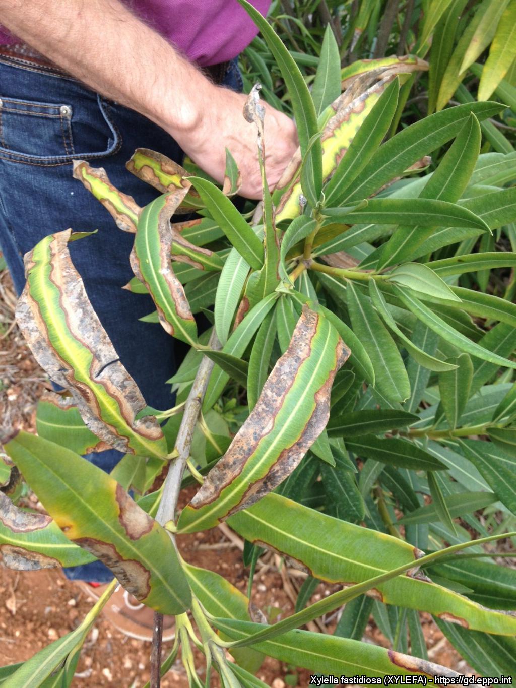 xylella