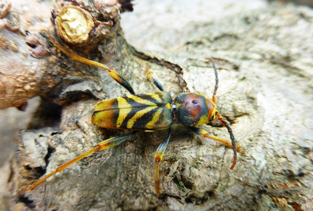 Xylotrechus chinensis adulte photographié à Sète (Crédit photographique Lionel Valladares - EIPurpan)