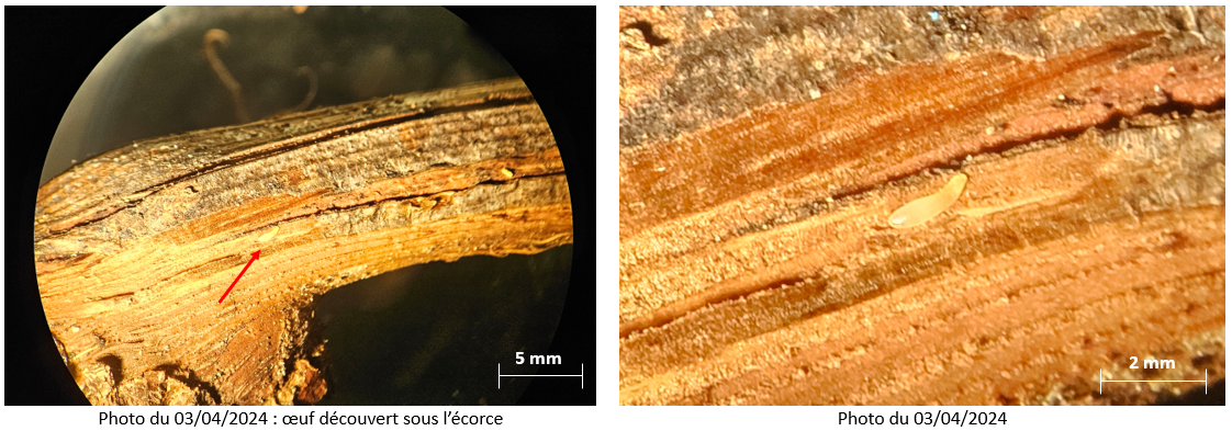 "vigne bordeaux flavescence dorée maladie oeuf larve"