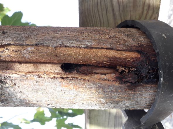 "trou mûriers platanes arbres trous larves coléoptère longicorne"