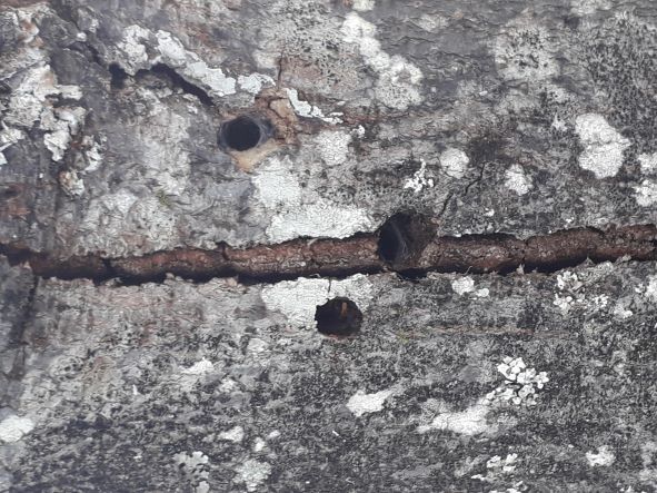 "trou mûriers platanes arbres trous larves coléoptère longicorne"