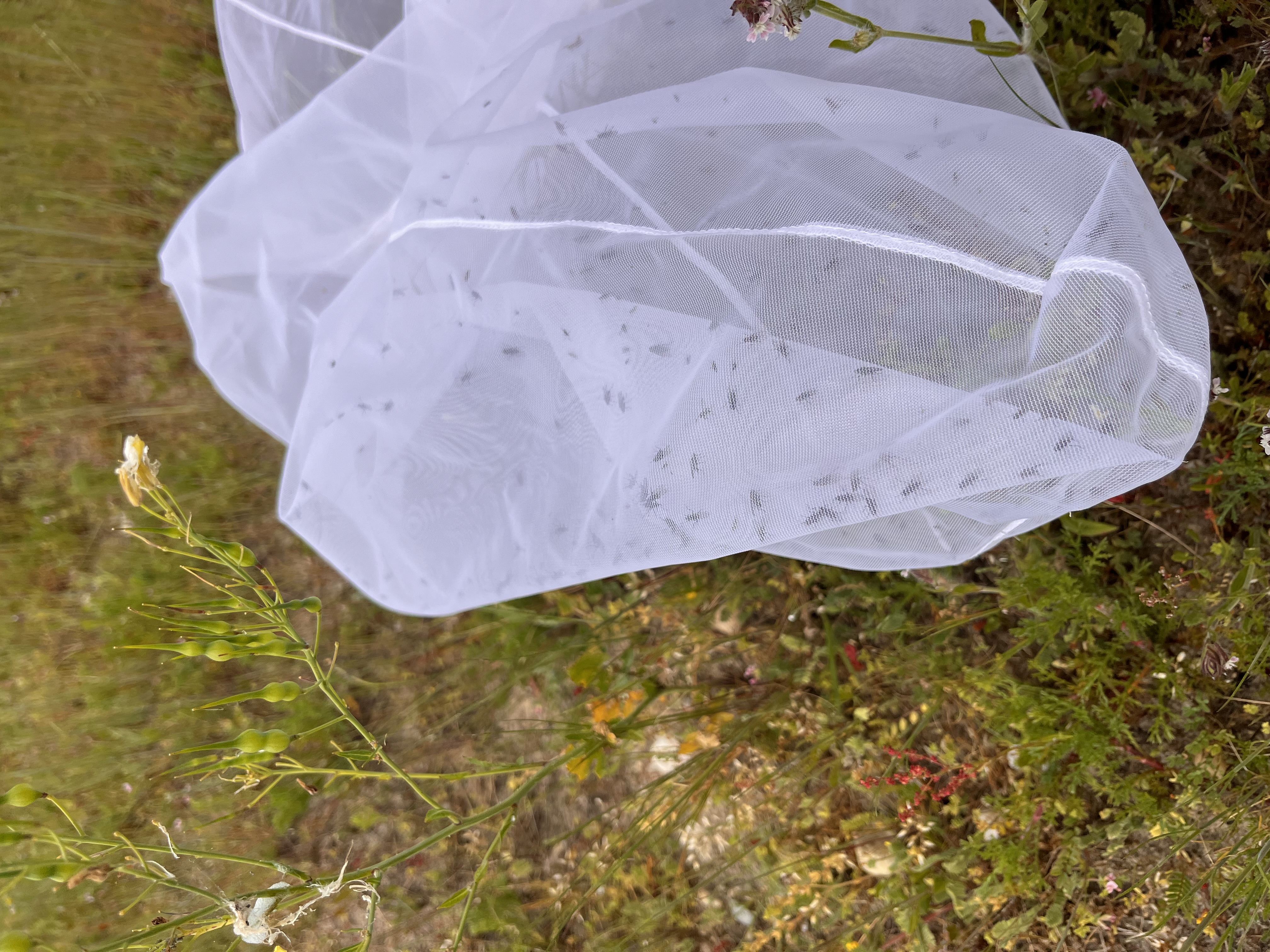 "coléoptères champs nouvelle aquitaine insectes"