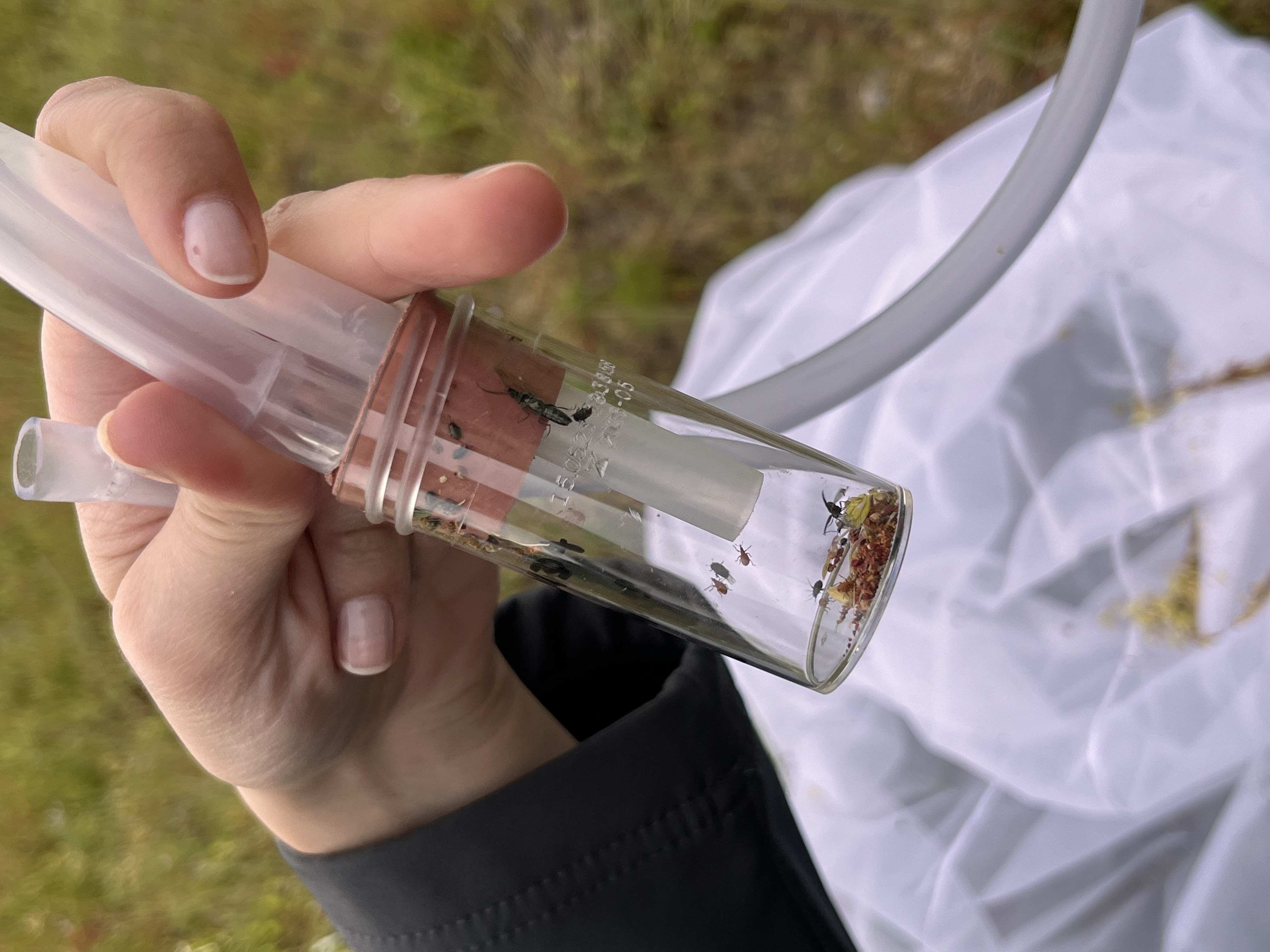 "coléoptères champs nouvelle aquitaine insectes"