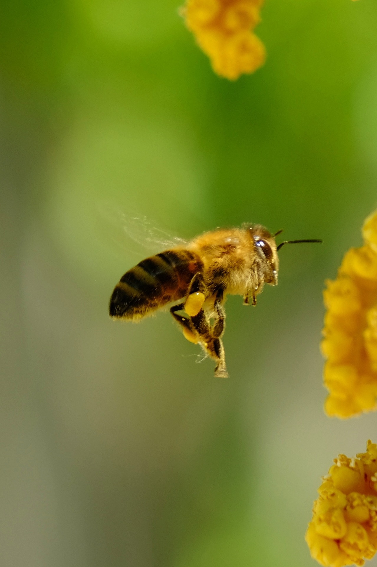 Favoriser la biodiversité