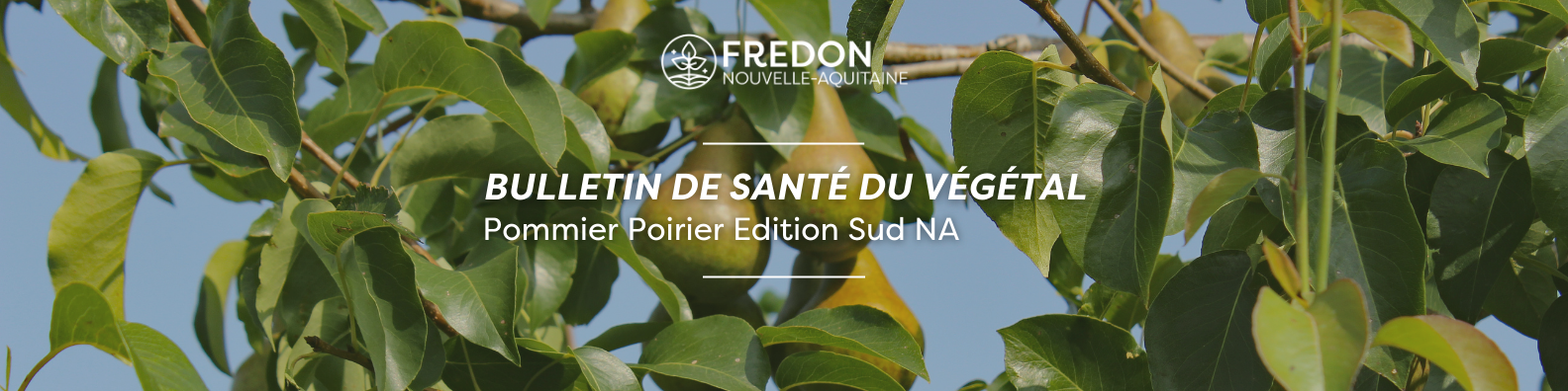 BSV Pommier - Poirier Edition Sud Nouvelle-Aquitaine