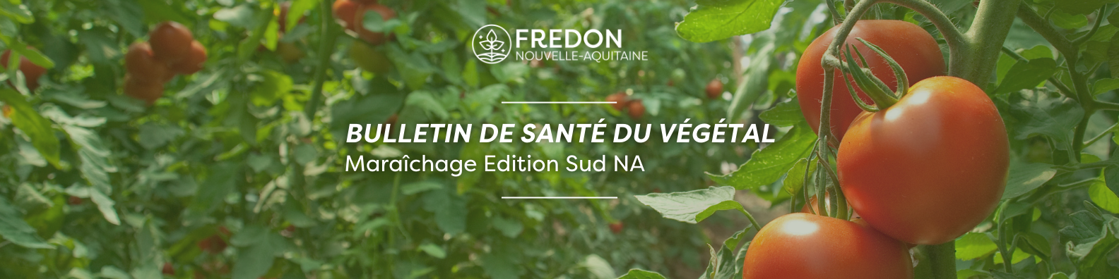 BSV Maraîchage Edition Sud Nouvelle-Aquitaine