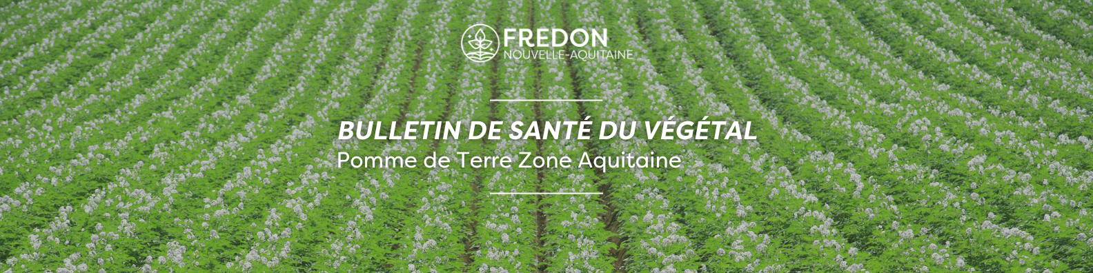 BSV Pomme de terre zone Aquitaine