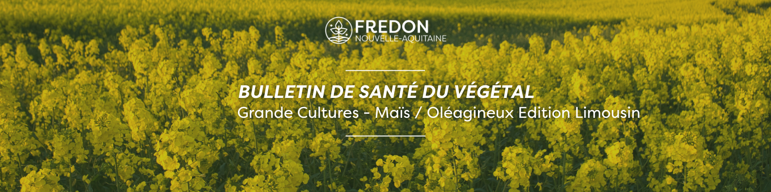 BSV Grandes Cultures - Maïs/Oléagineux Edition Limousin