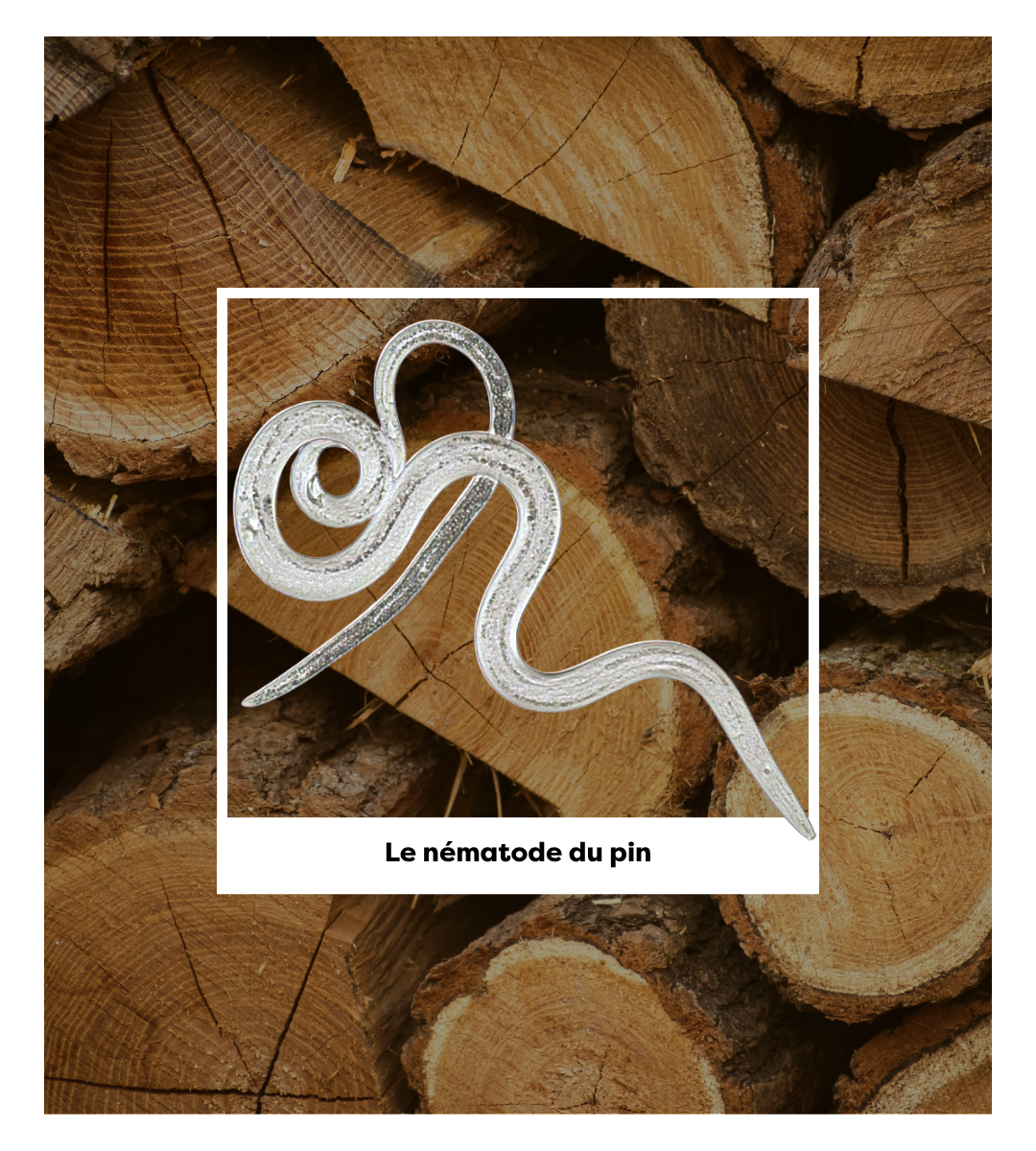 Nématode du pin Nématode du pin