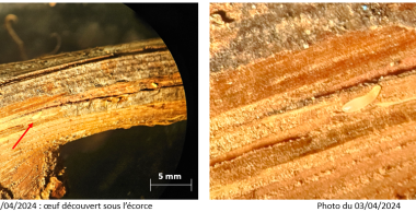 "vigne bordeaux flavescence dorée maladie oeuf larve"