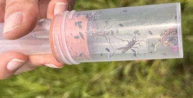 coléoptères nouvelle aquitaine insectes