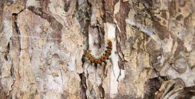 FREDON - Chenille processionnaire du pin urticante poilue