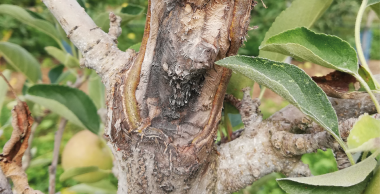 Un tronc entouré d'arbre, malade du chancre