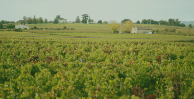 BSV Vigne Edition Charentes