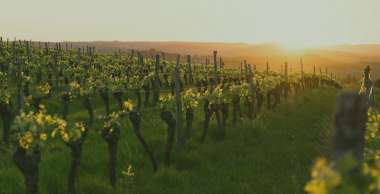 BSV Vigne Edition Sud Aquitaine