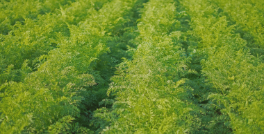 BSV Légumes de Plein Champ et d'Industrie Edition Sud NA