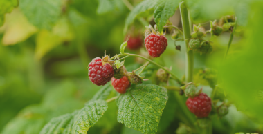 BSV Petits Fruits Edition Nouvelle-Aquitaine