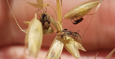 Nysius cymoides