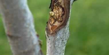 Maladie du chancre à Nectria