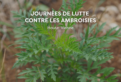 journée de lutte contre les Ambroisies